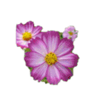 はな花はな（個別スタンプ：2）