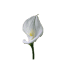 はな花はな（個別スタンプ：3）