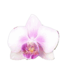 はな花はな（個別スタンプ：4）