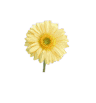 はな花はな（個別スタンプ：8）