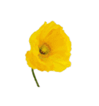 はな花はな（個別スタンプ：10）