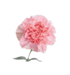 はな花はな（個別スタンプ：11）