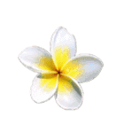 はな花はな（個別スタンプ：15）