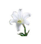 はな花はな（個別スタンプ：18）