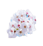 はな花はな（個別スタンプ：20）