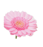 はな花はな（個別スタンプ：21）