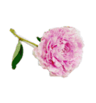 はな花はな（個別スタンプ：27）