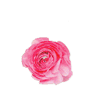 はな花はな（個別スタンプ：29）
