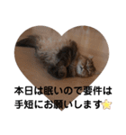 にゃんきちすたんぷ2（個別スタンプ：3）