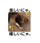 にゃんきちすたんぷ2（個別スタンプ：4）