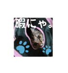 にゃんきちすたんぷ2（個別スタンプ：5）