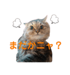 にゃんきちすたんぷ2（個別スタンプ：6）