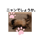 にゃんきちすたんぷ2（個別スタンプ：11）