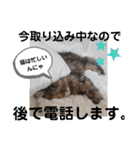 にゃんきちすたんぷ2（個別スタンプ：13）