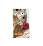 ぶーにゃんファミリー（個別スタンプ：3）