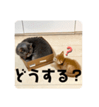 ぶーにゃんファミリー（個別スタンプ：4）