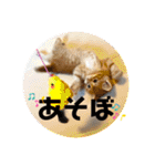 ぶーにゃんファミリー（個別スタンプ：6）