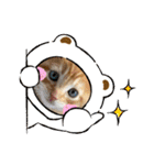 ぶーにゃんファミリー（個別スタンプ：7）