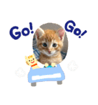 ぶーにゃんファミリー（個別スタンプ：10）