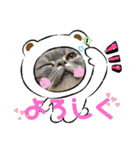 ぶーにゃんファミリー（個別スタンプ：19）