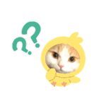ぶーにゃんファミリー（個別スタンプ：21）