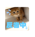 ぶーにゃんファミリー（個別スタンプ：25）