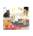 ぶーにゃんファミリー（個別スタンプ：28）