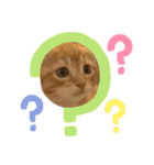 ぶーにゃんファミリー（個別スタンプ：34）