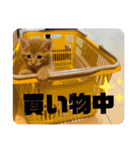 ぶーにゃんファミリー（個別スタンプ：36）