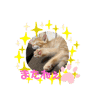 ぶーにゃんファミリー（個別スタンプ：37）