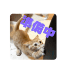 ぶーにゃんファミリー（個別スタンプ：38）