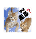 ぶーにゃんファミリー（個別スタンプ：39）