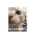 ぶーにゃんファミリー（個別スタンプ：40）