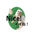 白猫のんびりライフ2（個別スタンプ：1）