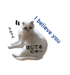 白猫のんびりライフ2（個別スタンプ：6）