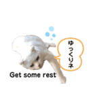 白猫のんびりライフ2（個別スタンプ：16）