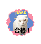 白猫のんびりライフ2（個別スタンプ：17）