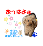 トイプードル（晴明）6（個別スタンプ：1）