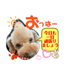 トイプードル（晴明）6（個別スタンプ：3）
