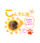 トイプードル（晴明）6（個別スタンプ：4）