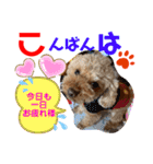 トイプードル（晴明）6（個別スタンプ：6）