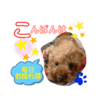 トイプードル（晴明）6（個別スタンプ：7）