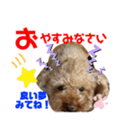 トイプードル（晴明）6（個別スタンプ：8）