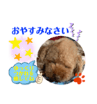 トイプードル（晴明）6（個別スタンプ：9）