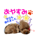 トイプードル（晴明）6（個別スタンプ：10）