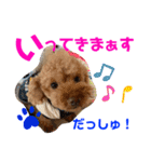 トイプードル（晴明）6（個別スタンプ：11）