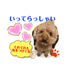 トイプードル（晴明）6（個別スタンプ：12）