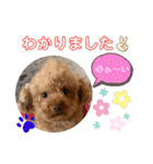 トイプードル（晴明）6（個別スタンプ：13）