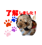 トイプードル（晴明）6（個別スタンプ：14）