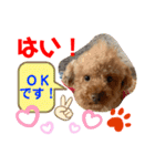 トイプードル（晴明）6（個別スタンプ：15）
